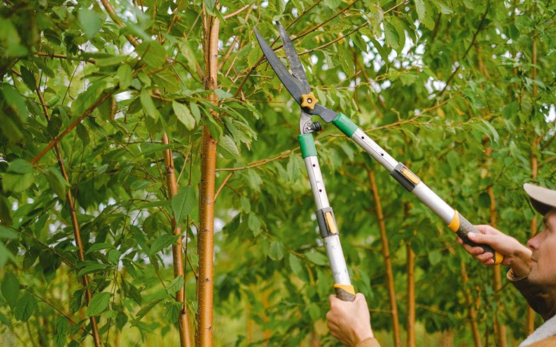 Tree trimming in Pflugerville, TX